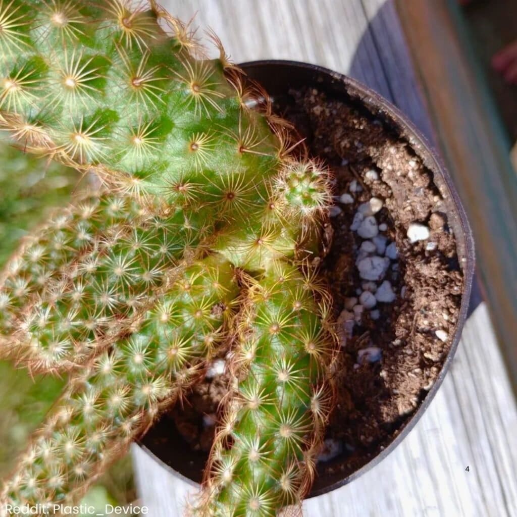 Ladyfinger Cactus Care 4