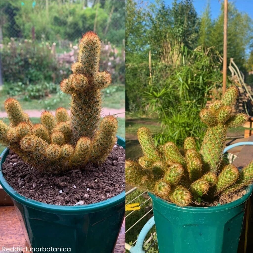 Ladyfinger Cactus Care 5