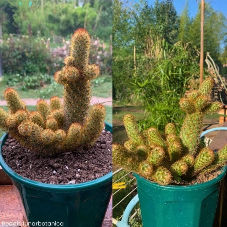 How to Care for Ladyfinger Cactus?