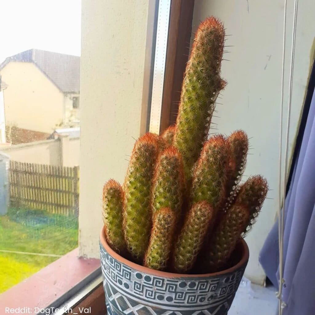 Ladyfinger Cactus Care 6