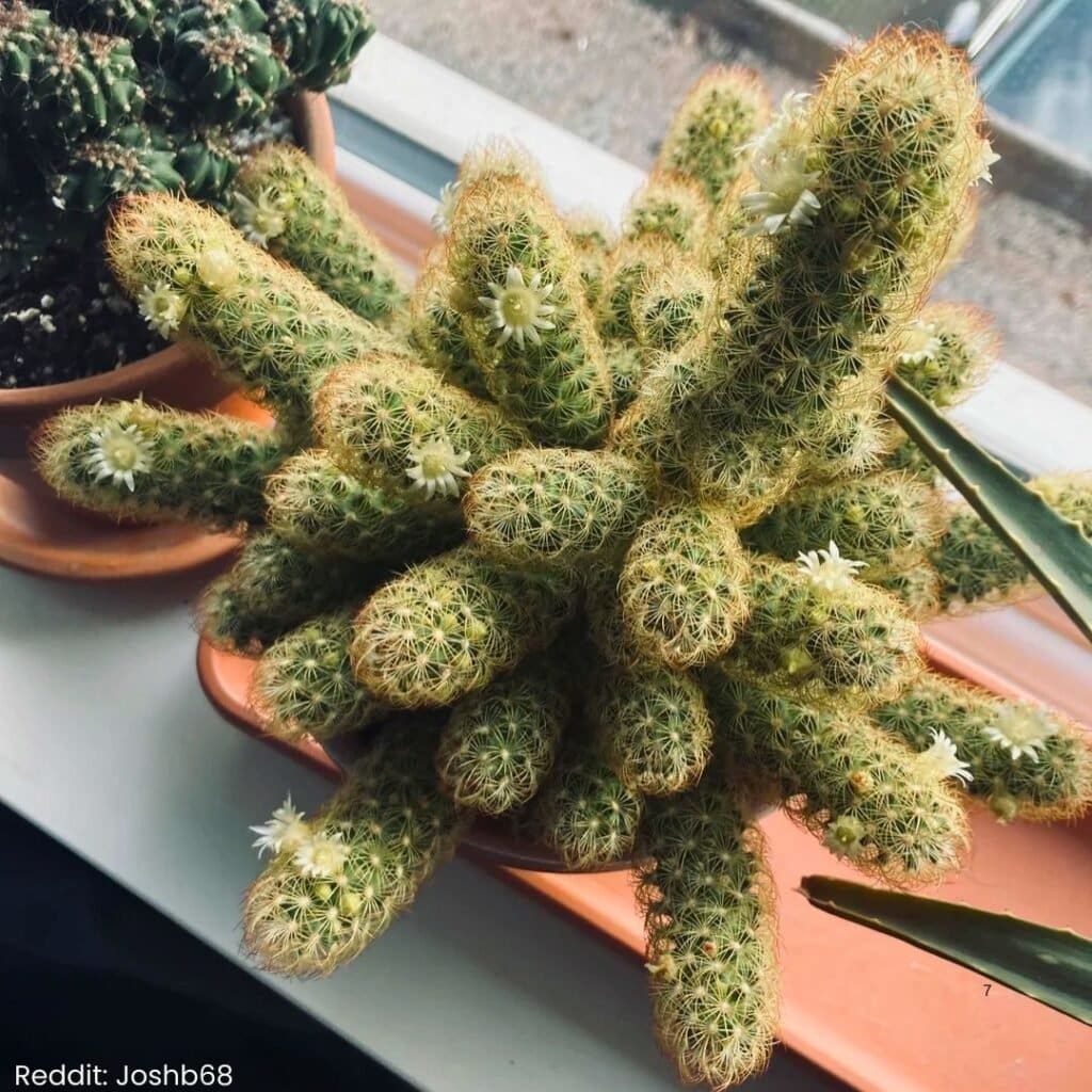 Ladyfinger Cactus Care 7