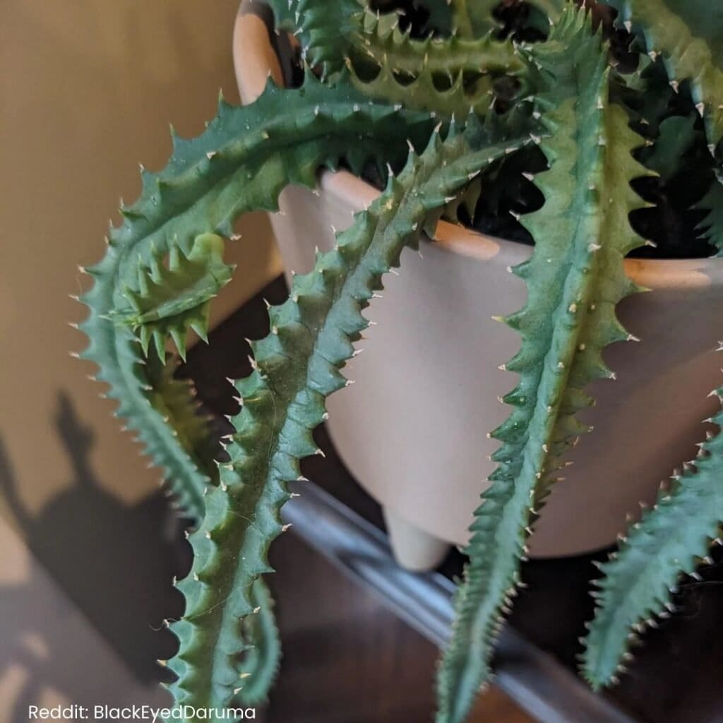 Lifesaver Cactus Care