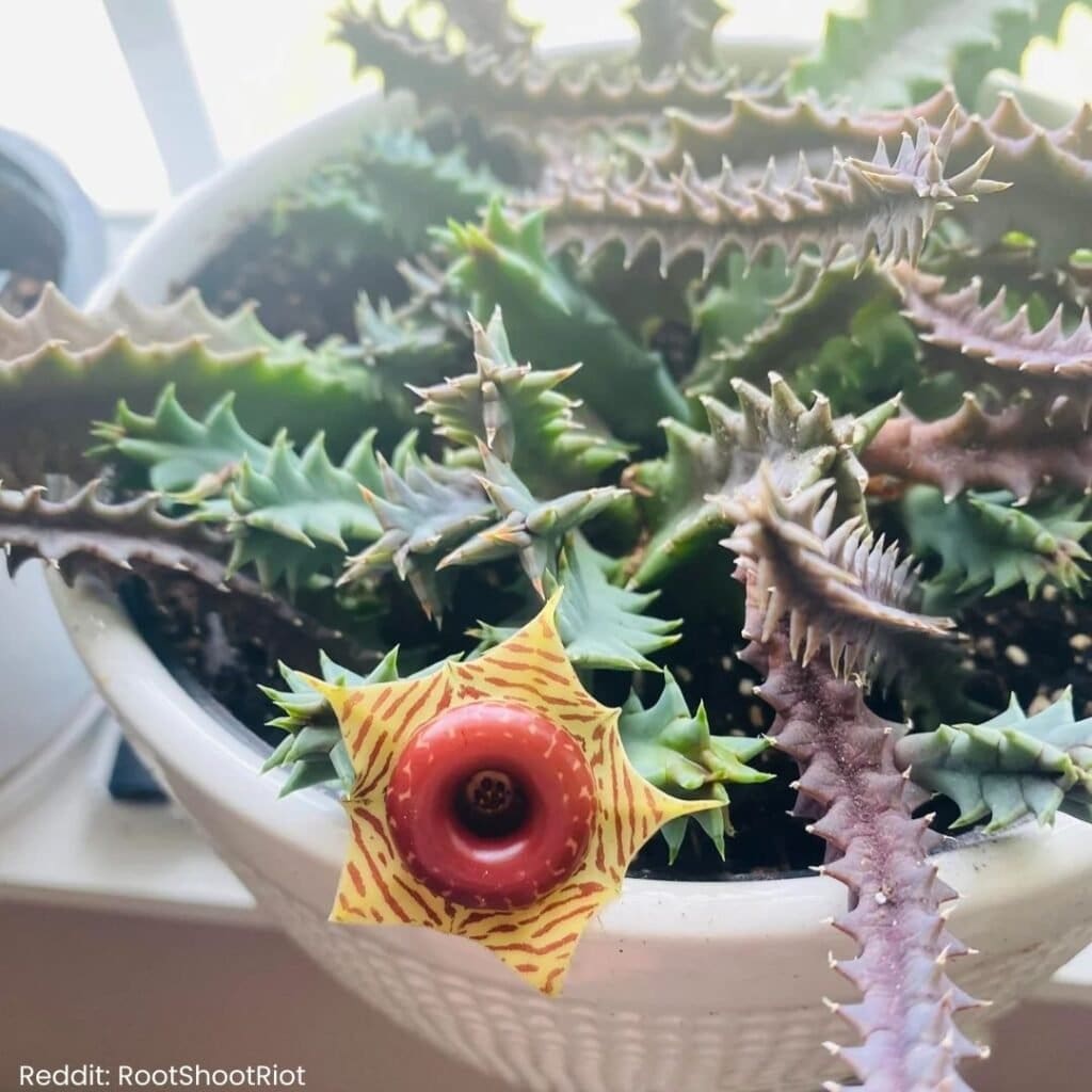 Lifesaver Cactus Care 2