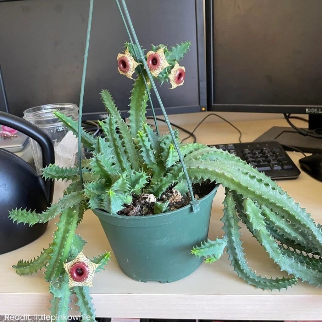 Lifesaver Cactus Care 3