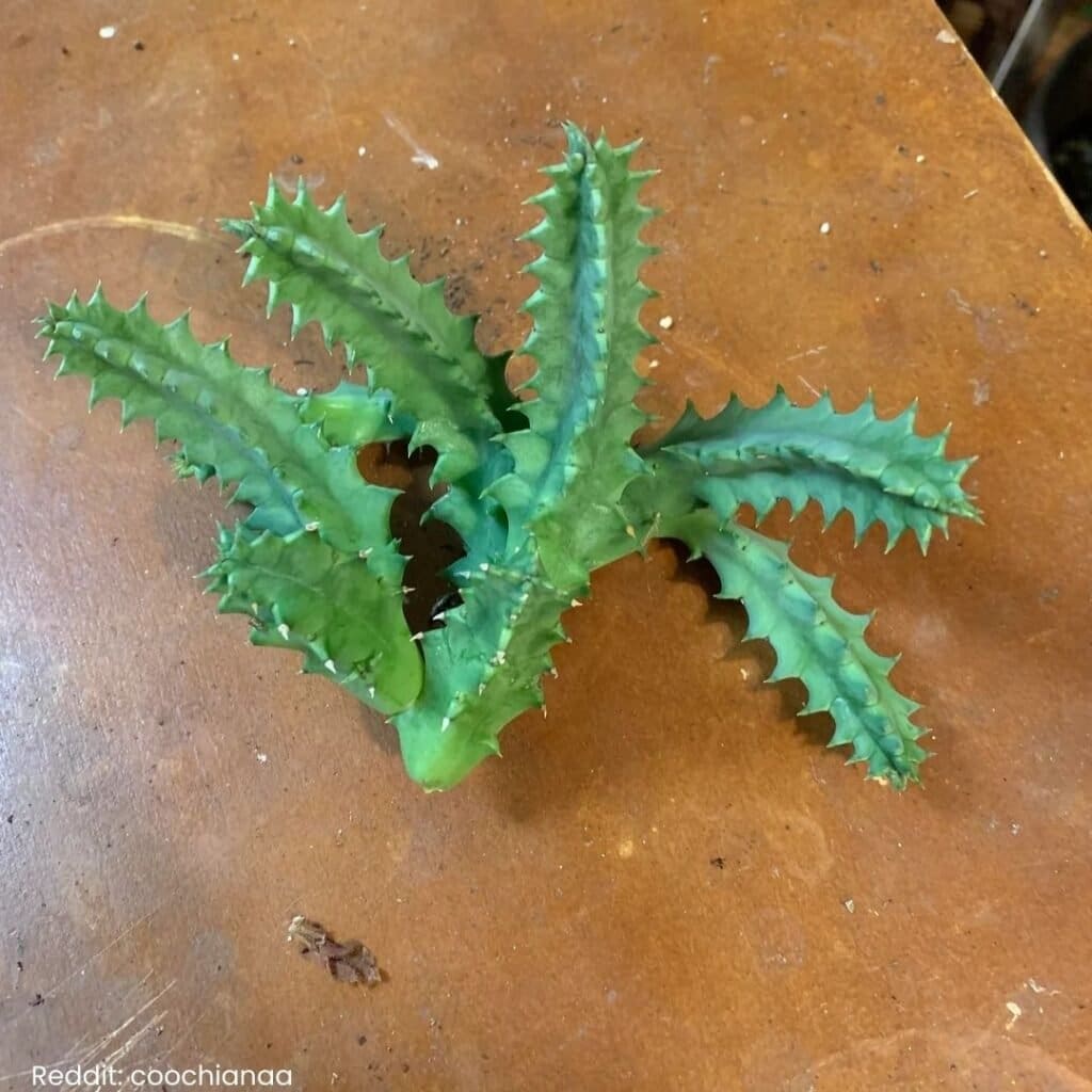 Lifesaver Cactus Care 4
