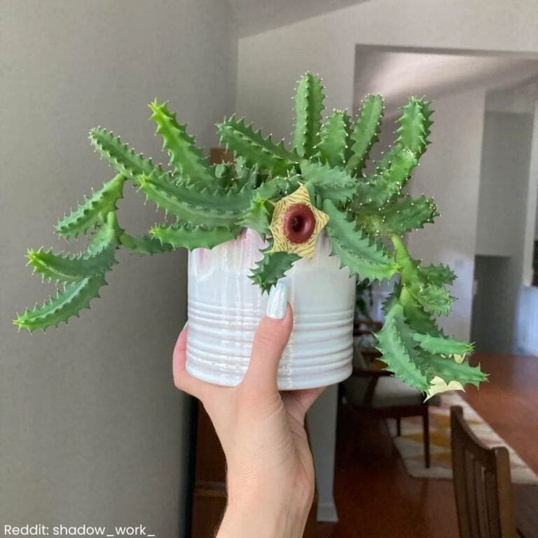 Lifesaver Cactus Care