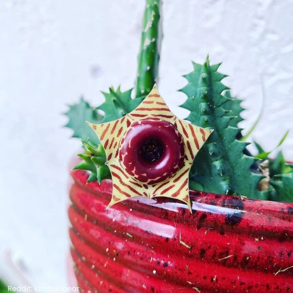 Lifesaver Cactus Care 6