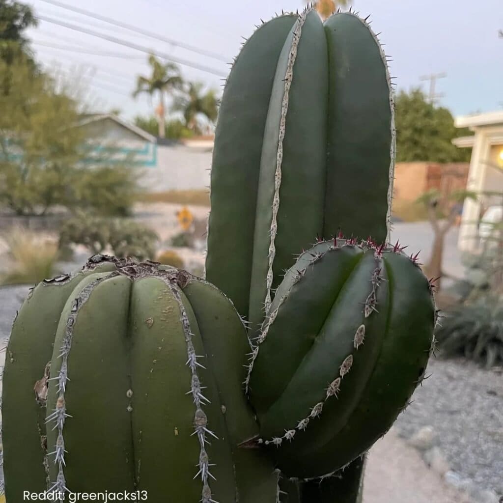 Mexican Fence Post Cactus Care 3