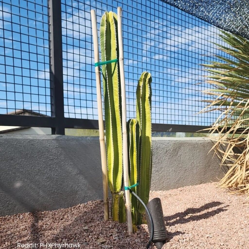 Mexican Fence Post Cactus Care 5