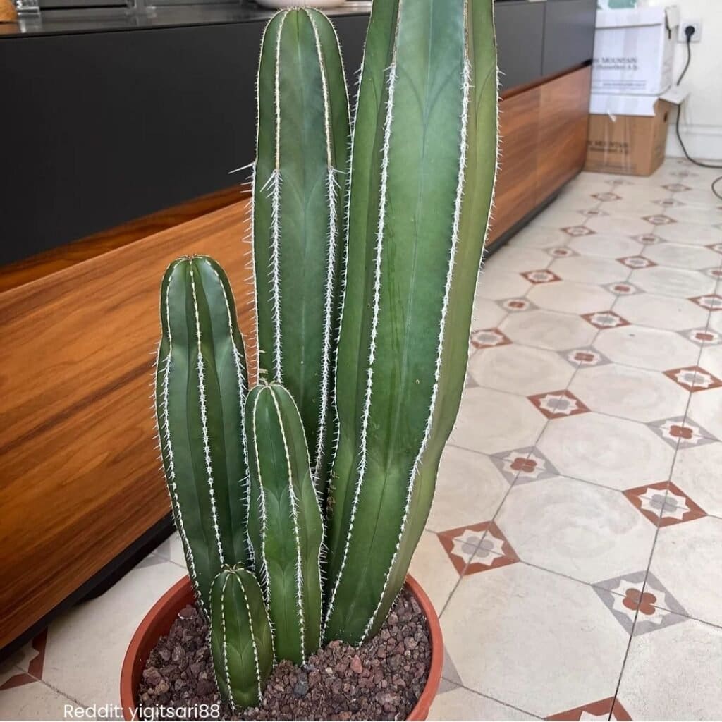 Mexican Fence Post Cactus Care 6