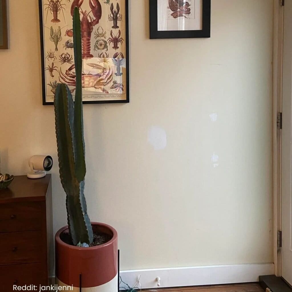 Peruvian apple cactus care 2
