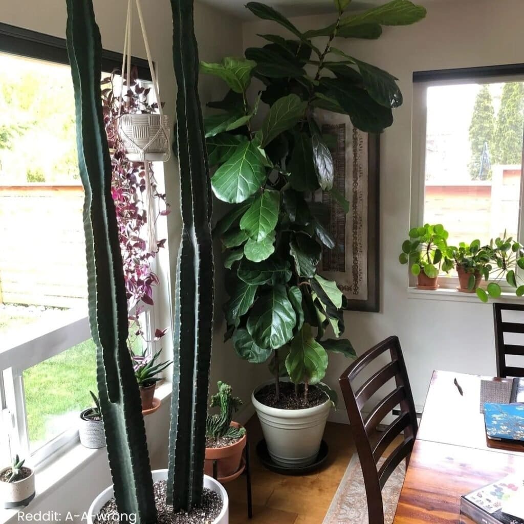 Peruvian apple cactus care 3