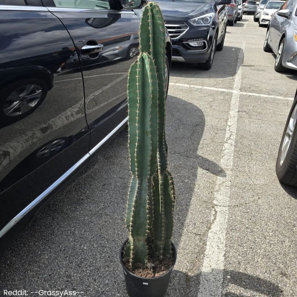Peruvian apple cactus care 4