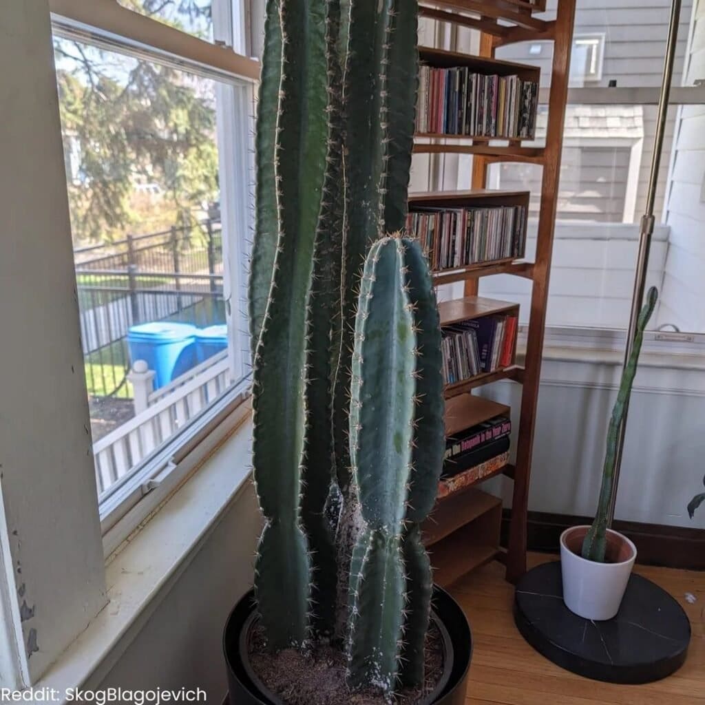 Peruvian apple cactus care 5