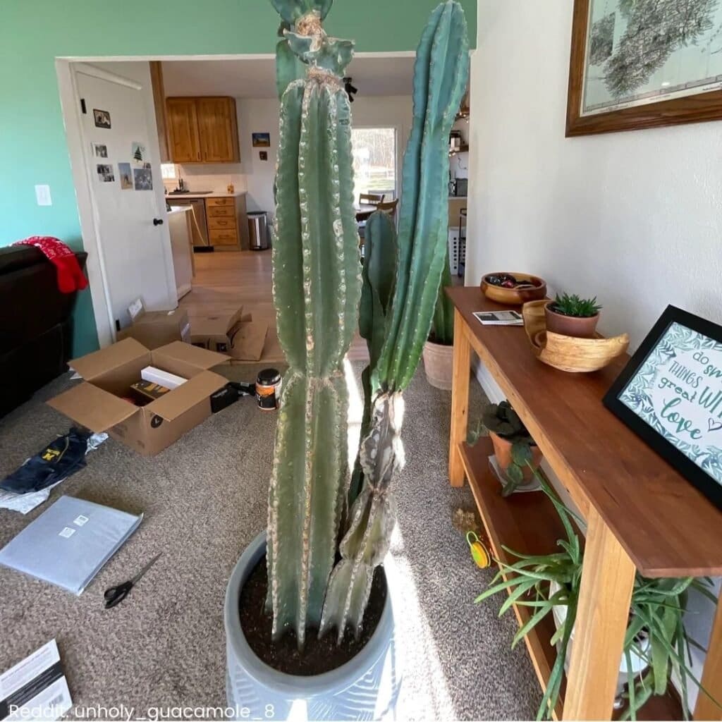 Peruvian apple cactus care 6