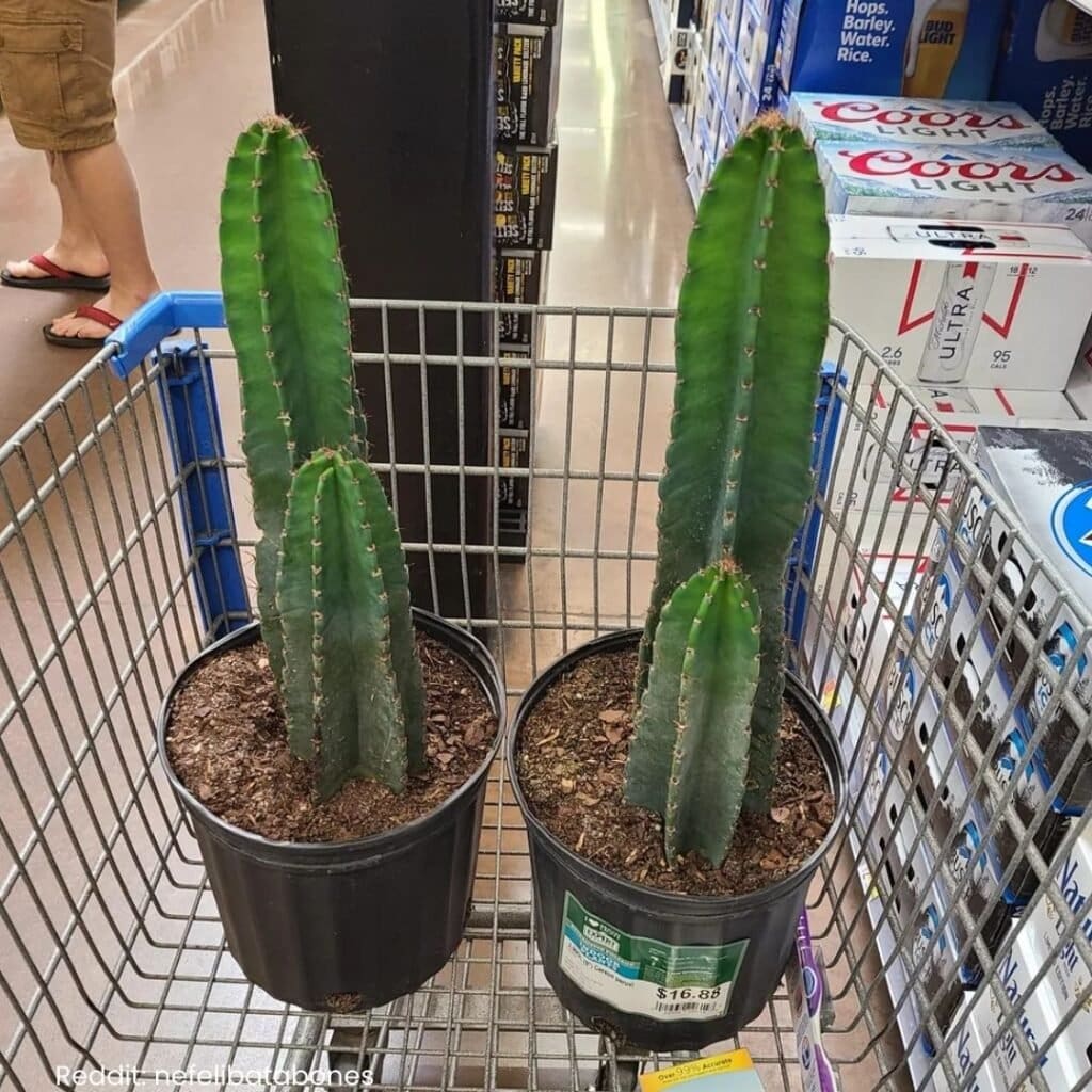 Peruvian apple cactus care 7