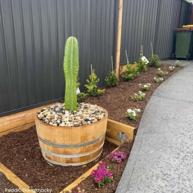 Peruvian Apple Cactus Indoor Care