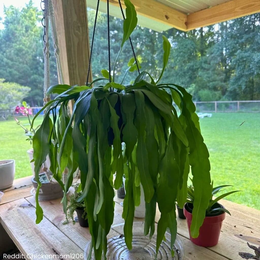 Queen of the Night Cactus Care