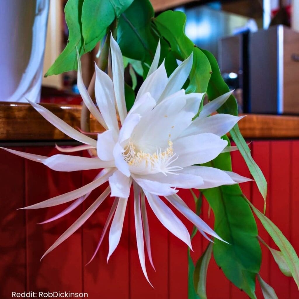 Queen of the Night Cactus Care 2