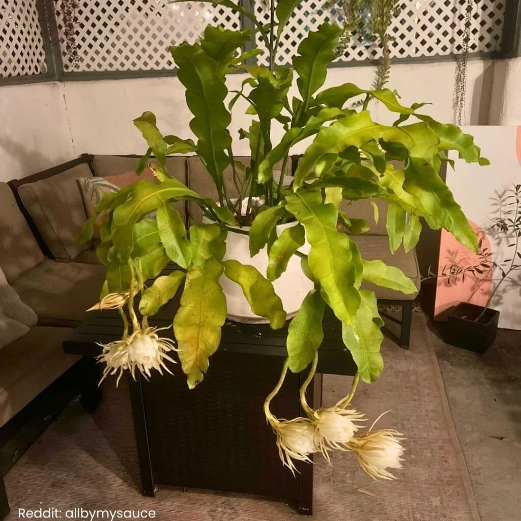 Queen of the Night Cactus Care 3