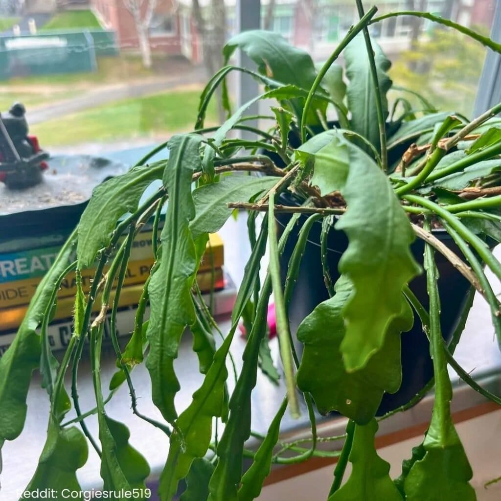 Queen of the Night Cactus Care 4