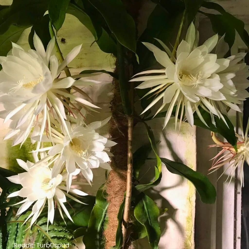 Queen of the Night Cactus Care 5