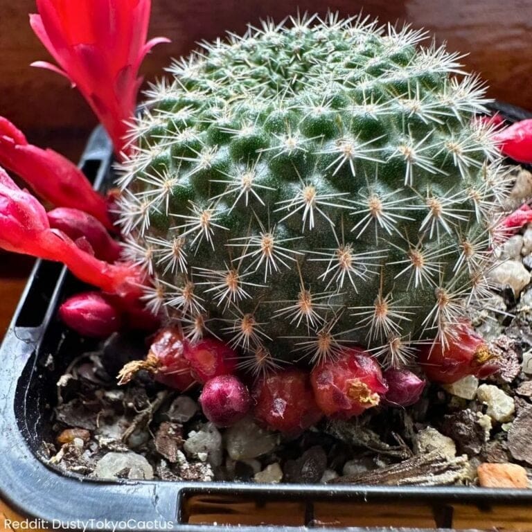 How To Care For A Rebutia Cactus?