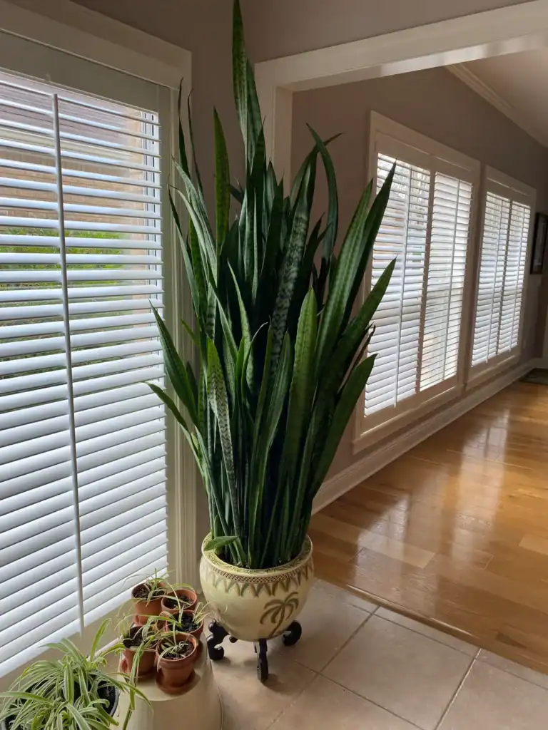 SNake plant