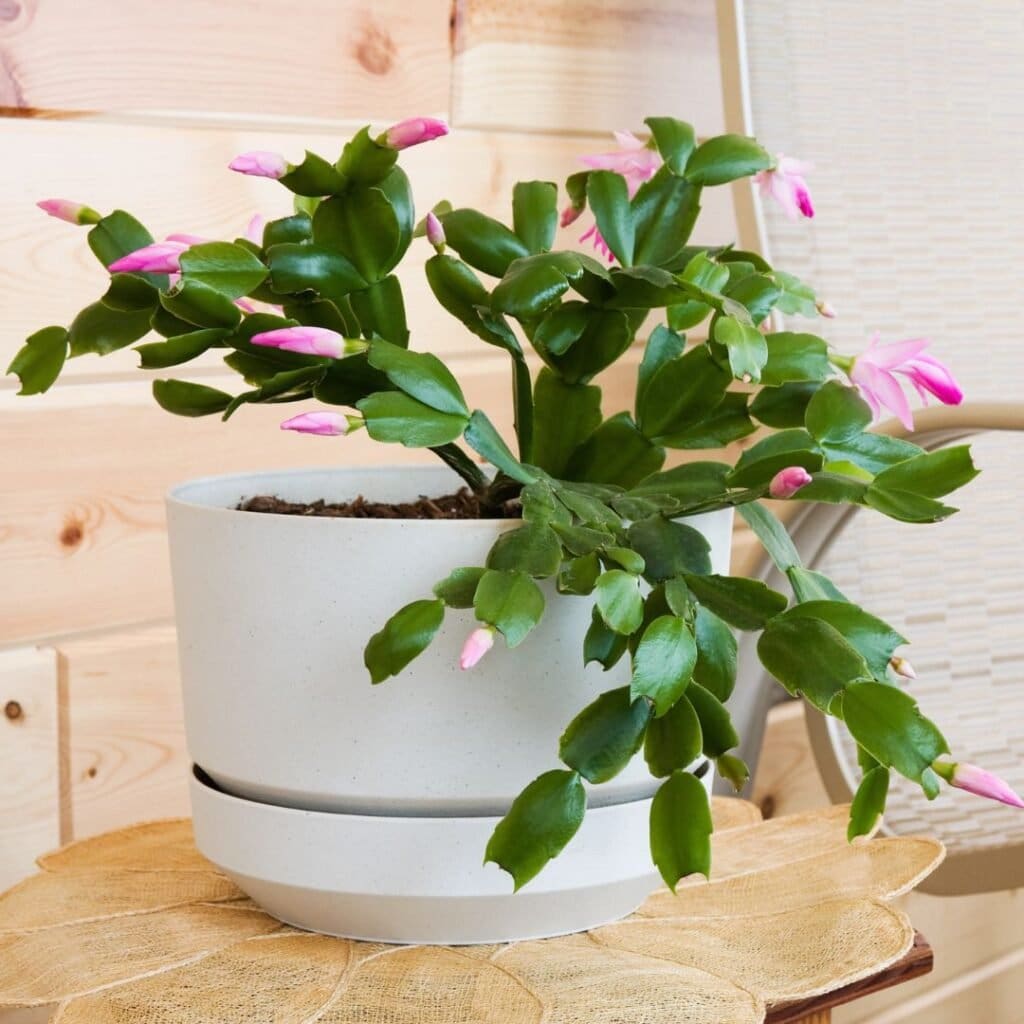 Thanksgiving Cactus care 5