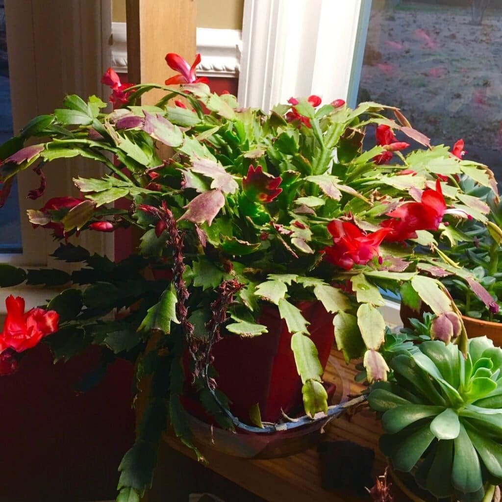 Thanksgiving Cactus care 6