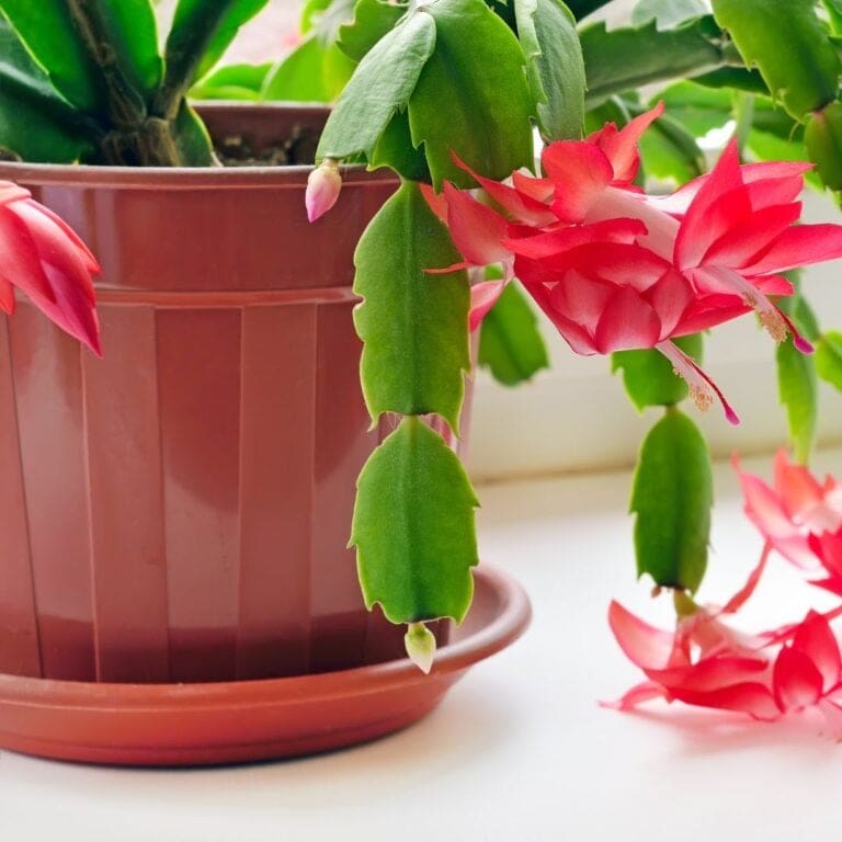How to Take Care of a Thanksgiving Cactus?