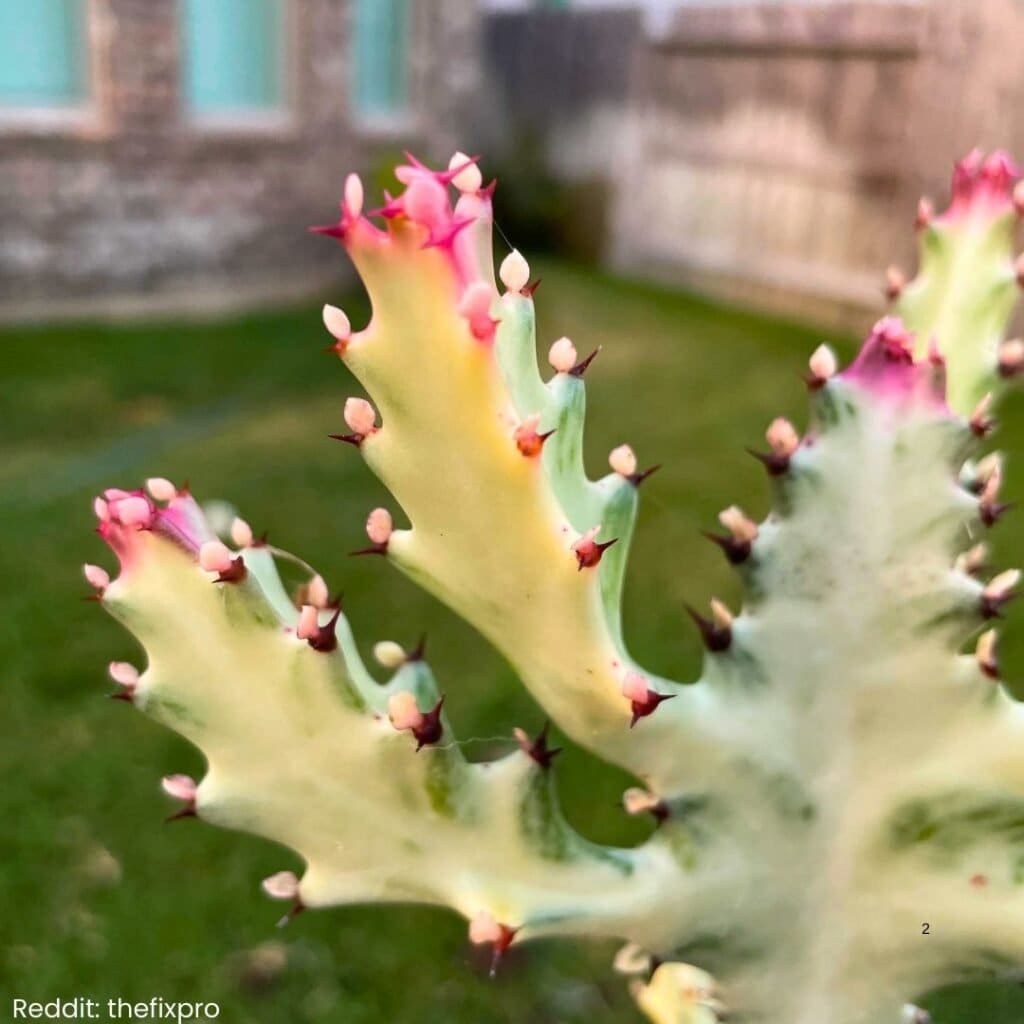 White Ghost Cactus Care 2