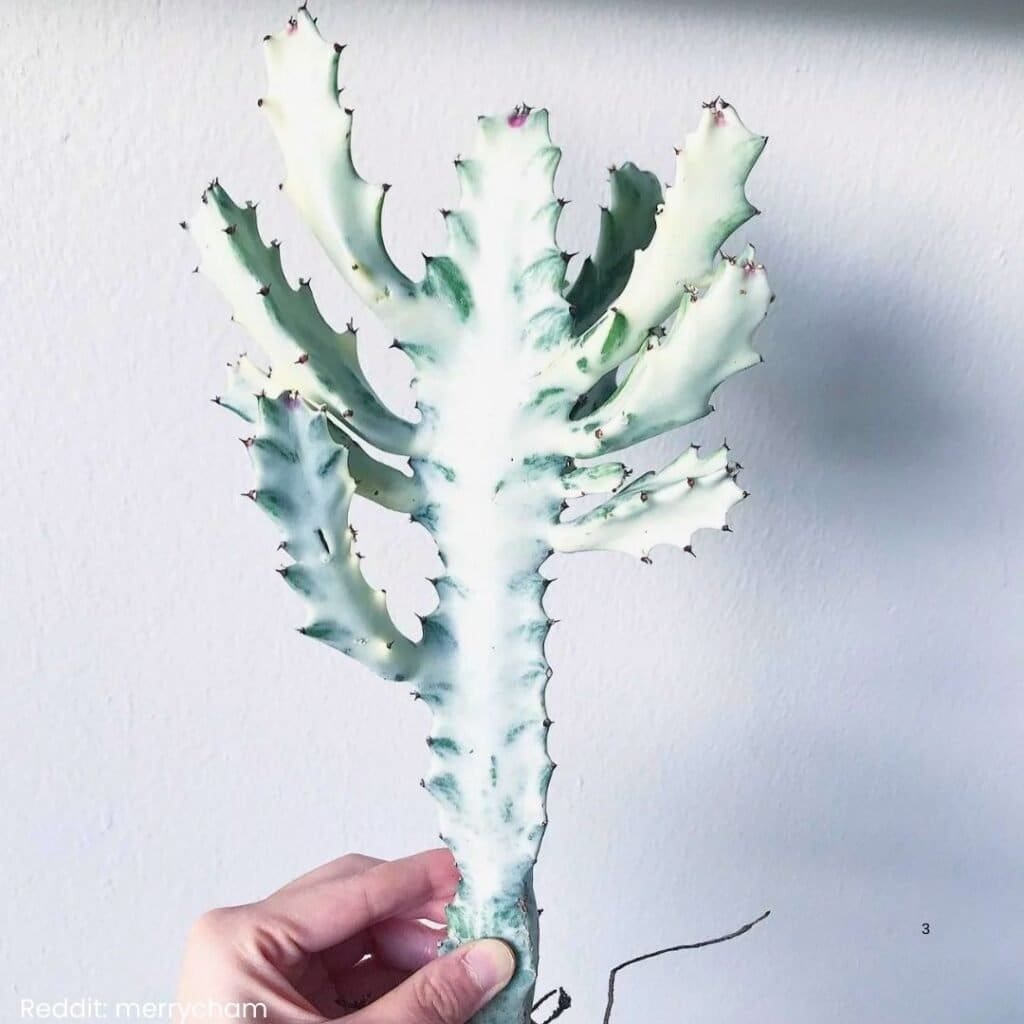 White Ghost Cactus Care 3