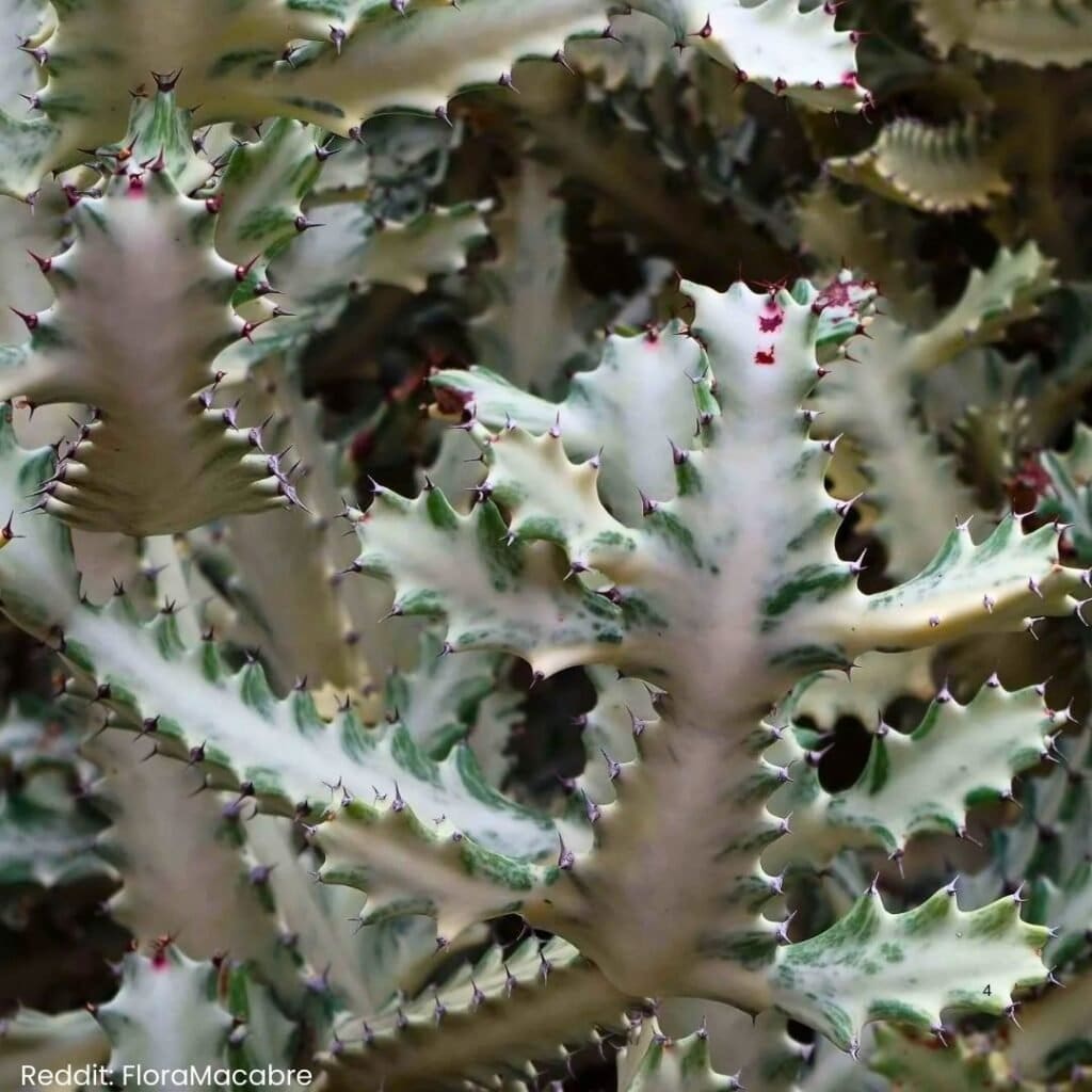 White Ghost Cactus Care 4