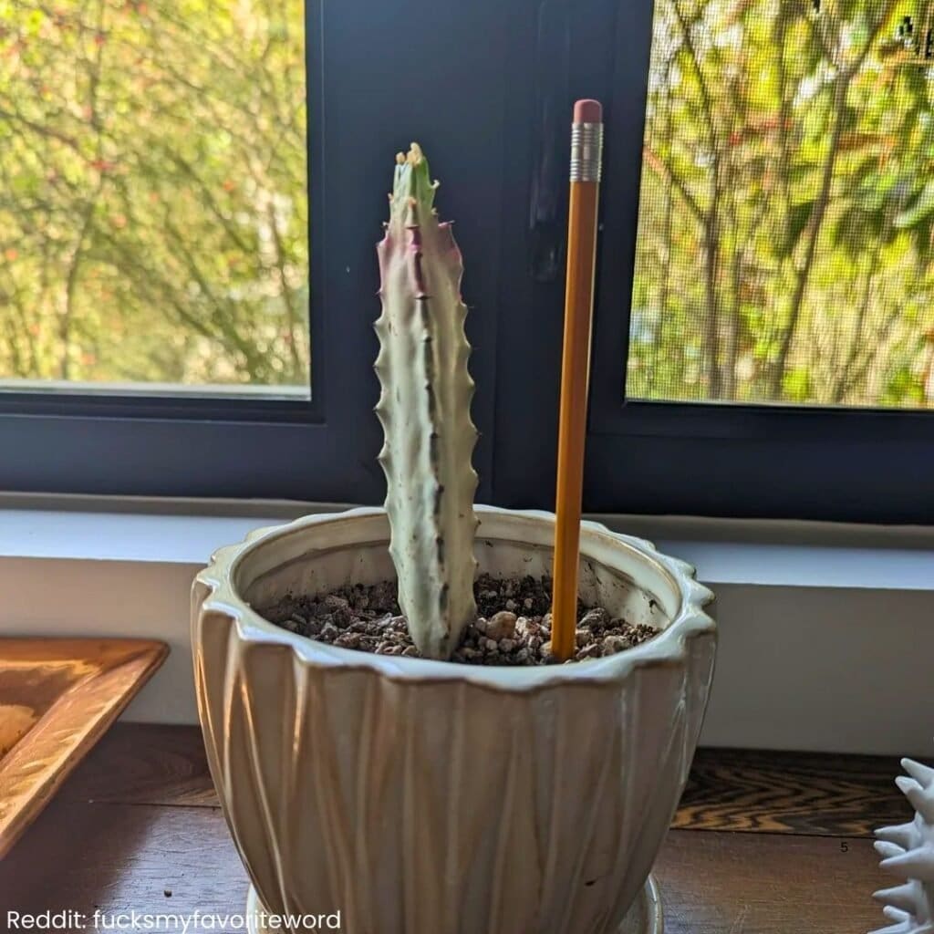 White Ghost Cactus Care 5