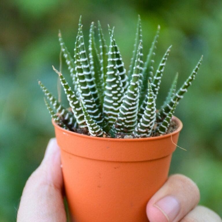 How To Care For A Zebra Cactus?
