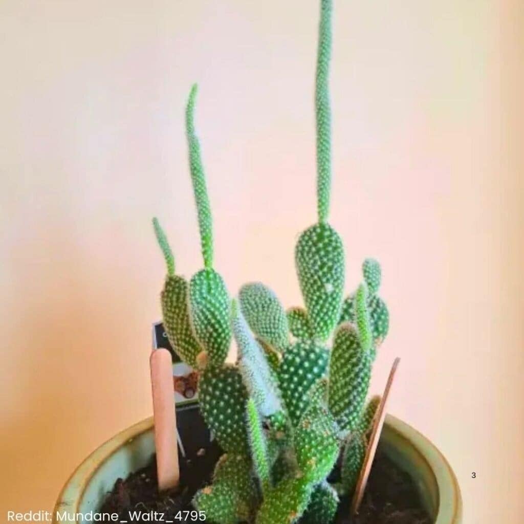 bunny ear cactus 3