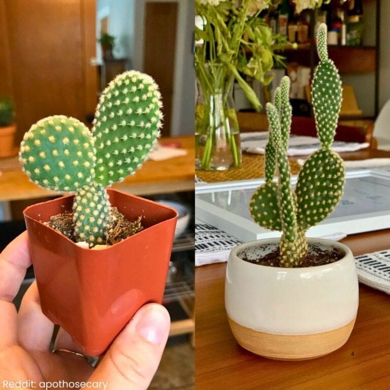 How to Care for Bunny Ear Cactus?