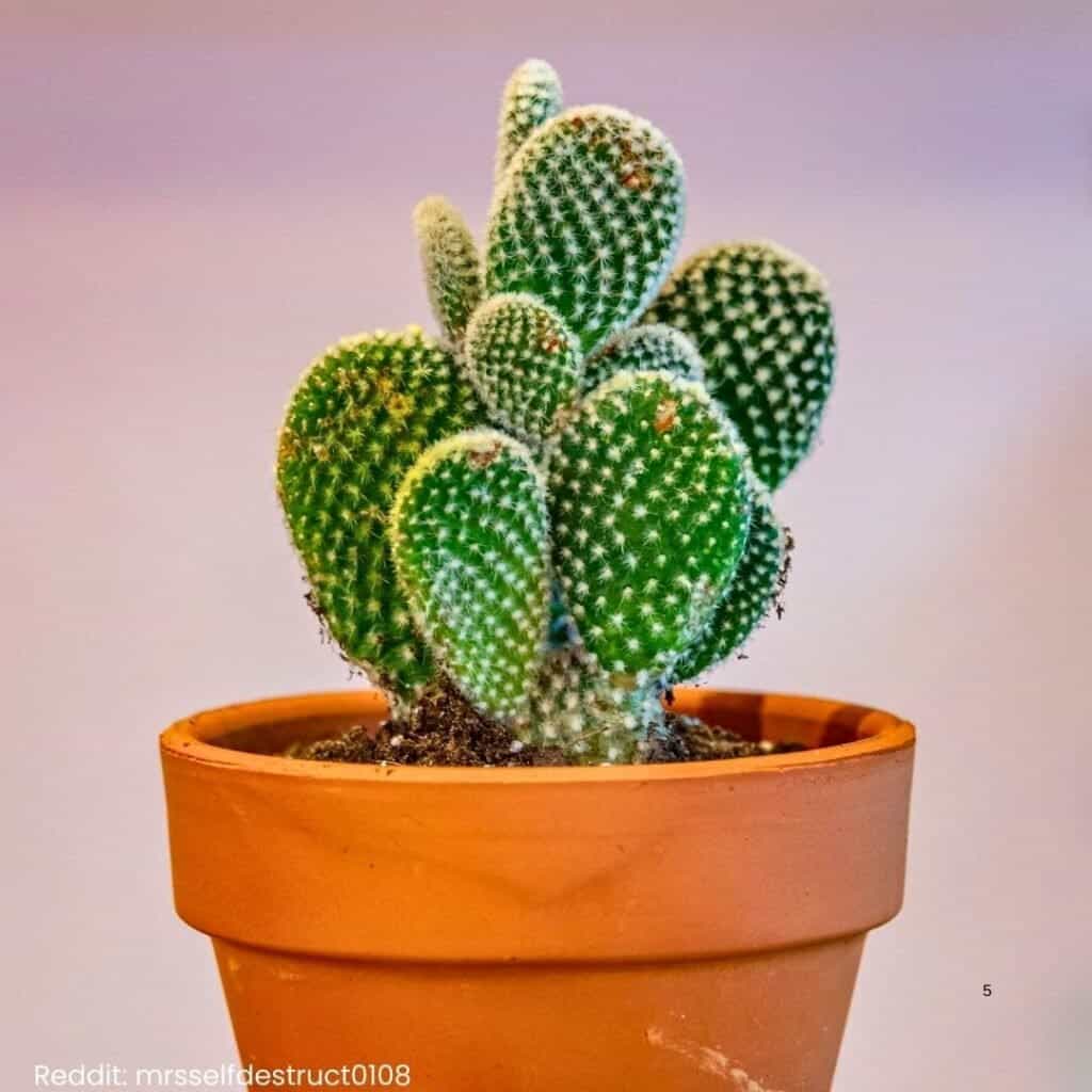 bunny ear cactus 5