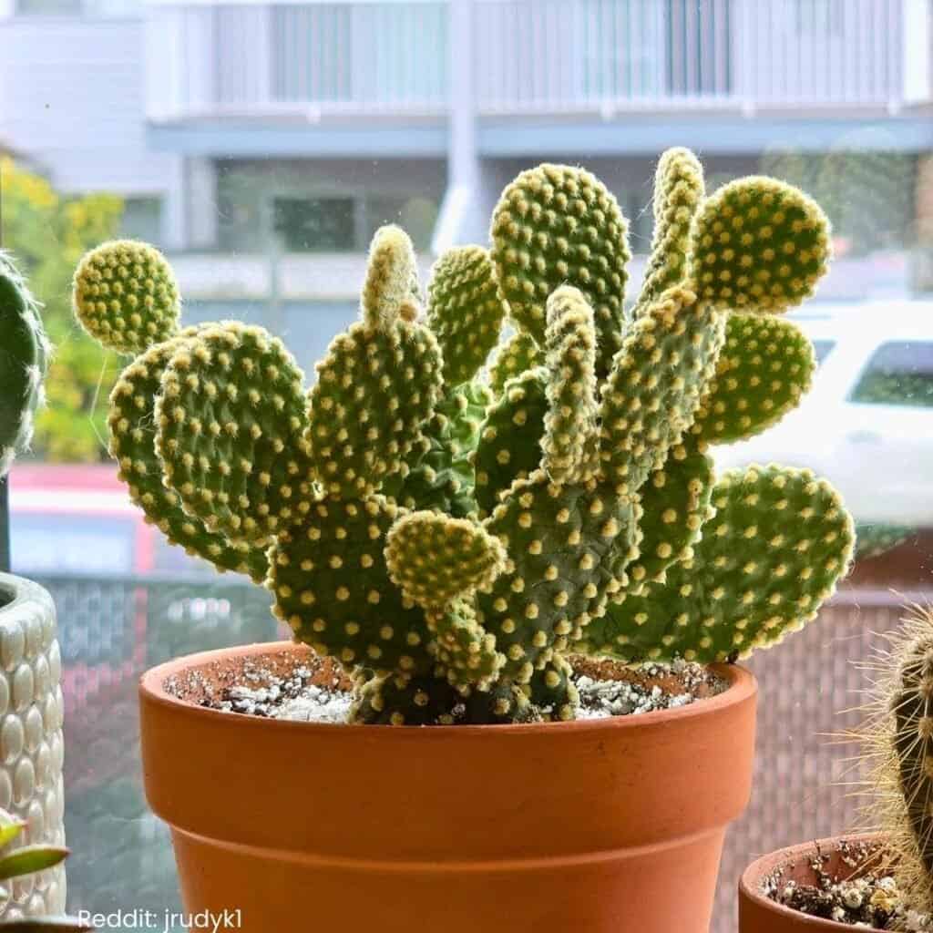 bunny ear cactus 7