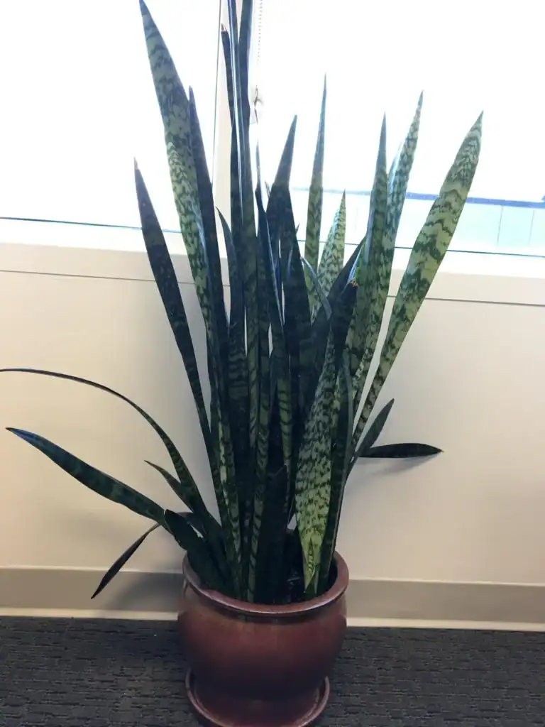 snake plant straight 2