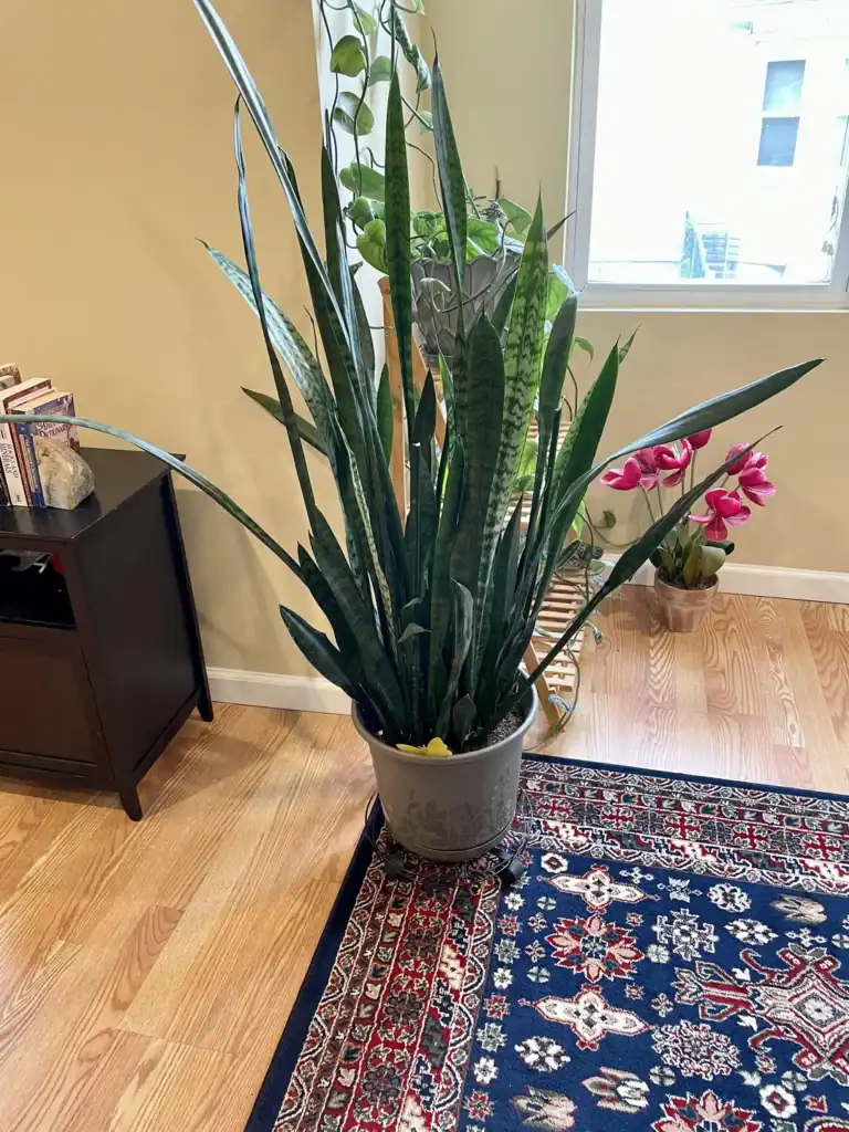 snake plant straight 3