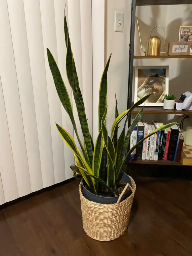 snake plant straight