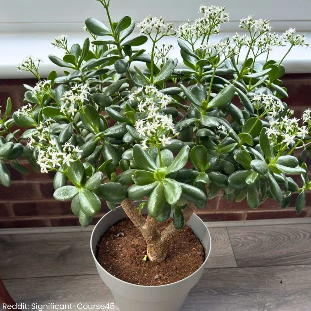Jade plant blooming 4