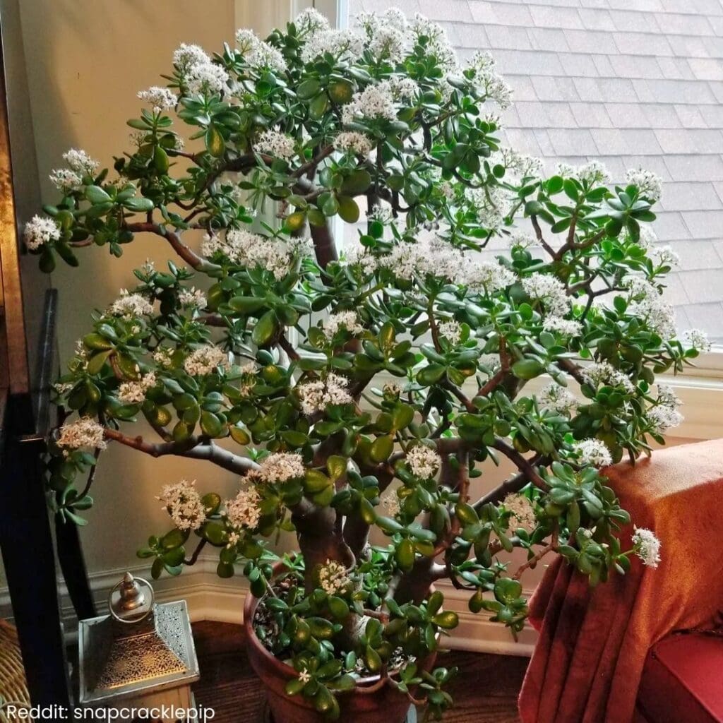 Jade plant blooming 5
