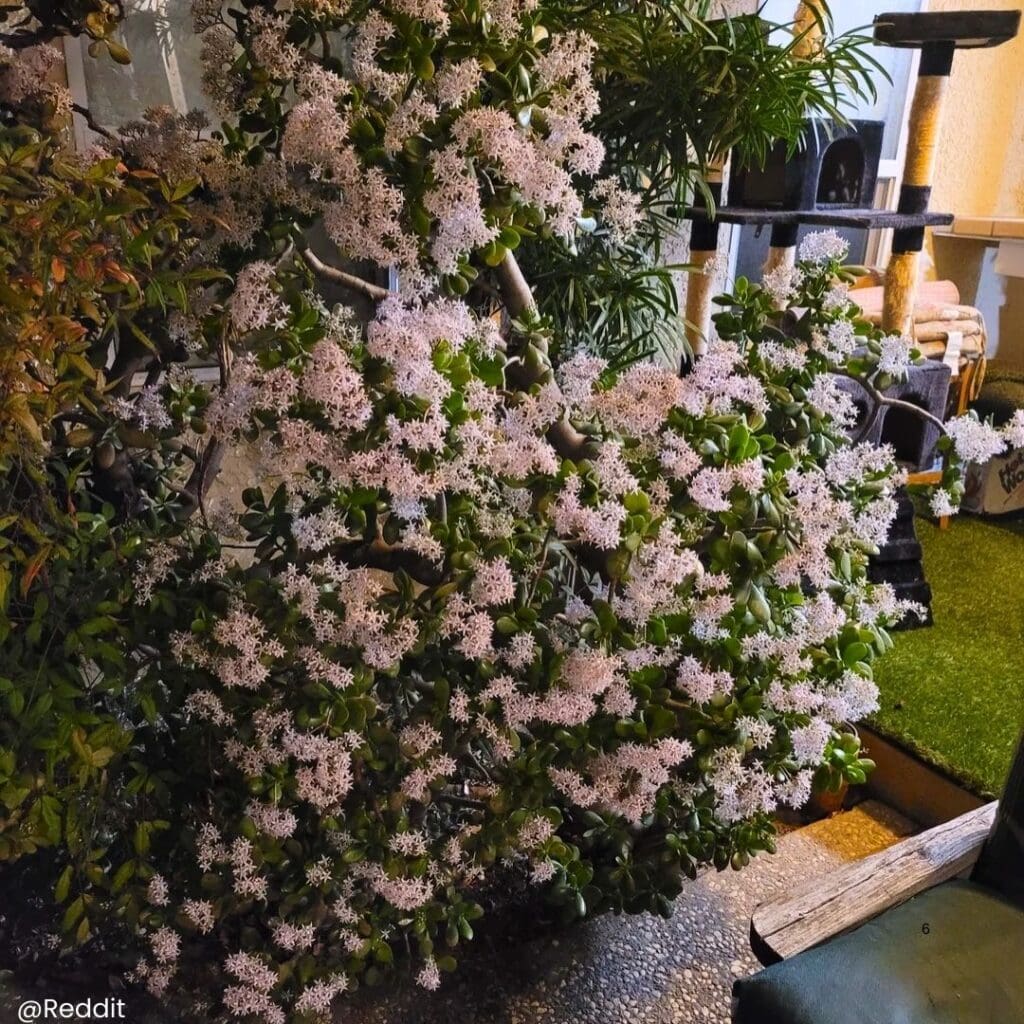 Jade plant blooming 6