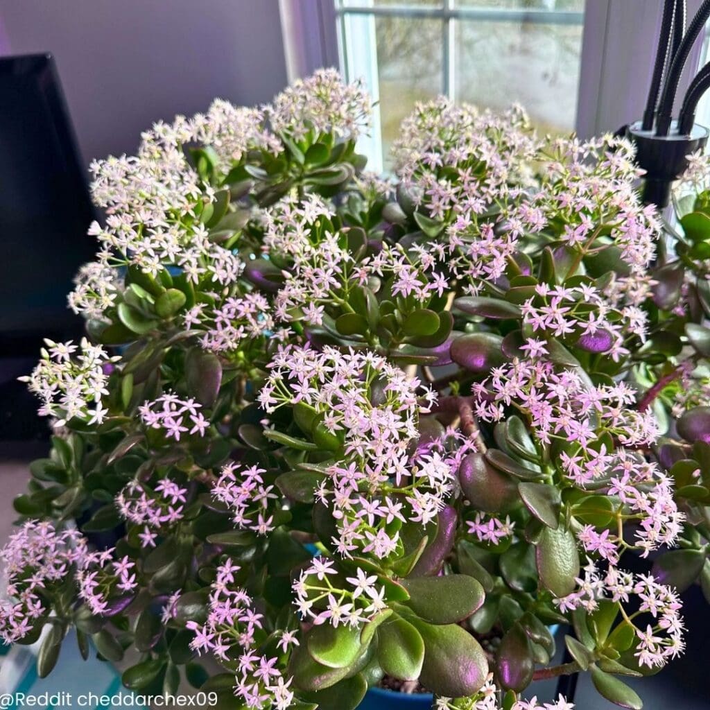 Jade plant blooming 7