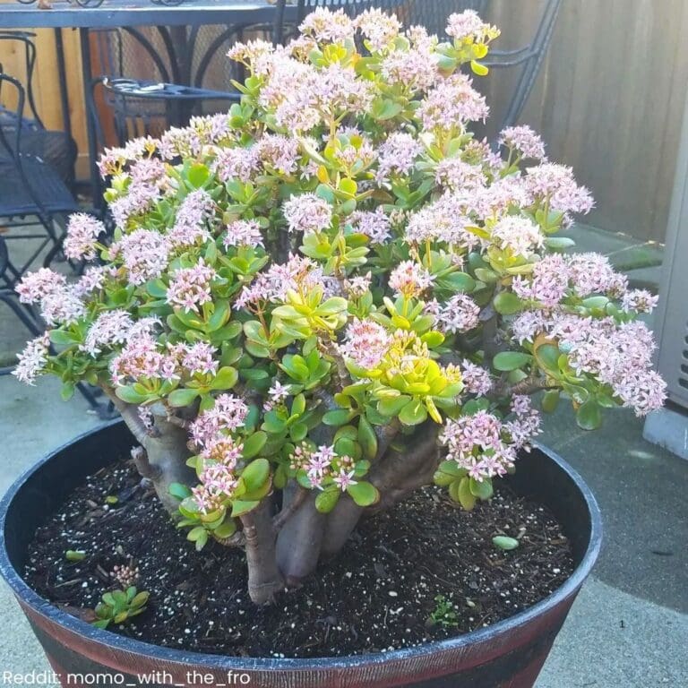 10 Tips to Make a Jade Plant Bloom