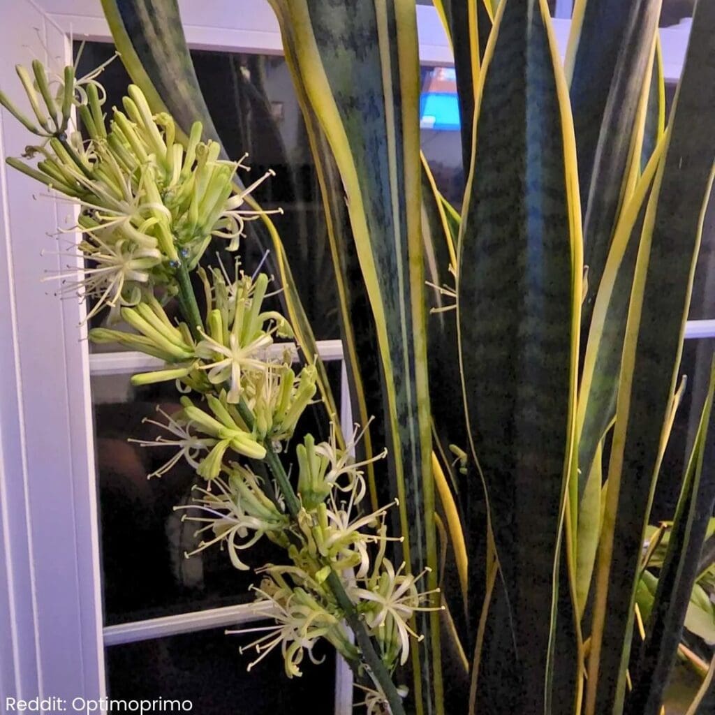 Snake plant blooming