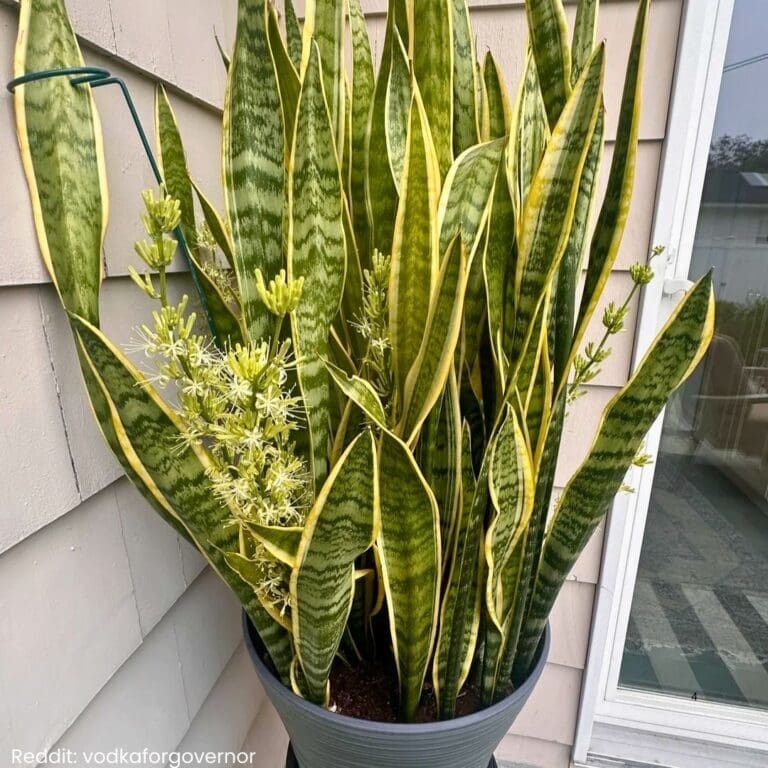 10 Tips to Make a Snake Plant Bloom
